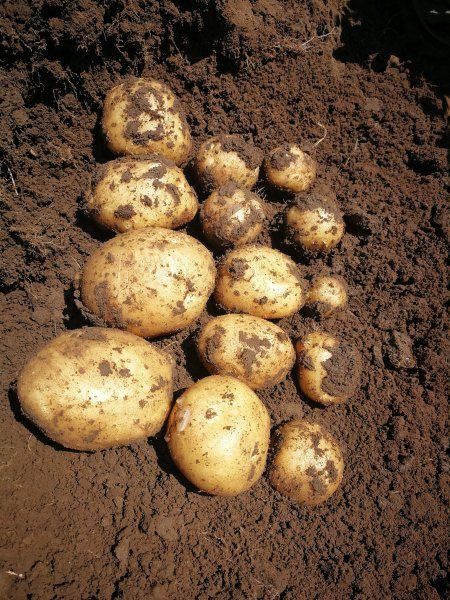 Картофель Орла (Фасовка: 5 кг)