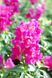 Львиный зев (Антирринум) Снеппи F1 (Фасовка: 100 шт; Цвет: розовый)