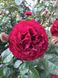 Троянда Кордес Бордо, 1 шт