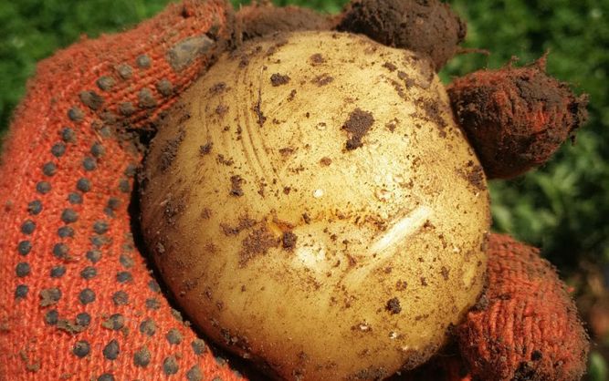 Картофель Орла (Фасовка: 5 кг)