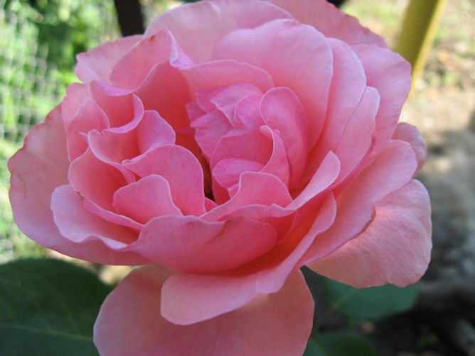 Троянда чайно-гібридна Куїн оф Інгланд, 1 шт