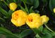 Тюльпан Yellow Pomponette, 2 шт