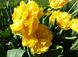 Тюльпан Yellow Pomponette, 2 шт