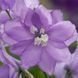 Дельфініум махровий Магічний Фонтан (Фасовка: 200 шт; Колір: lavender white bee)