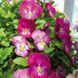 Віола віттрока Ультіма Радіанс F1 (Фасовка: 100 шт; Колір: pink)