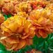 Тюльпан Congo