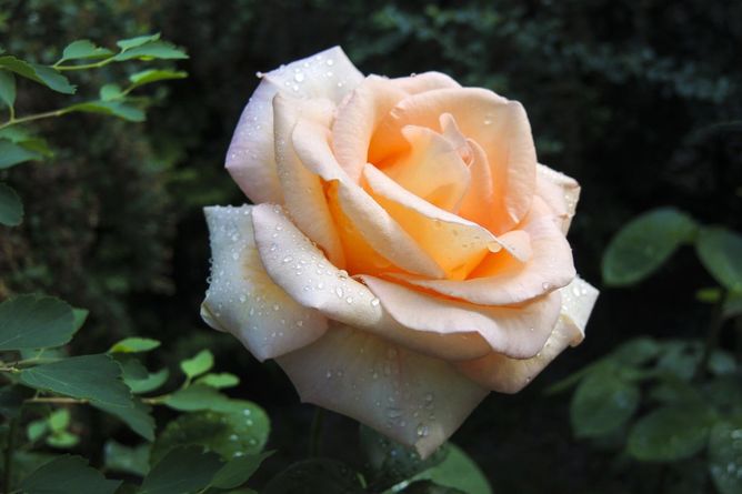 Роза чайно-гибридная Крем Брюлле (Фасовка: 1 шт.)