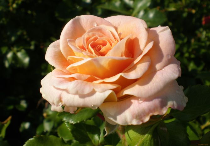 Троянда чайно-гібридна Крем Брюлле (Фасовка: 1 шт)