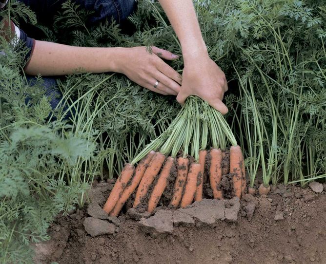 Морковь Байон F1 (Фасовка: 5 000 шт)