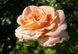 Роза чайно-гибридная Крем Брюлле (Фасовка: 1 шт.)