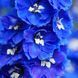 Дельфініум махровий Магічний Фонтан (Фасовка: 200 шт; Колір: mid blue white bee)