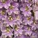 Дельфініум високий Кендел F1 (Фасовка: 50 шт; Колір: lavender shades)