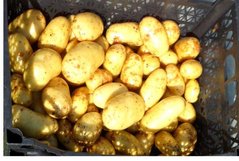 Картофель Бюррен (Фасовка: 5 кг)