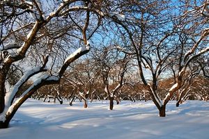 Як підготувати плодові дерева до зими