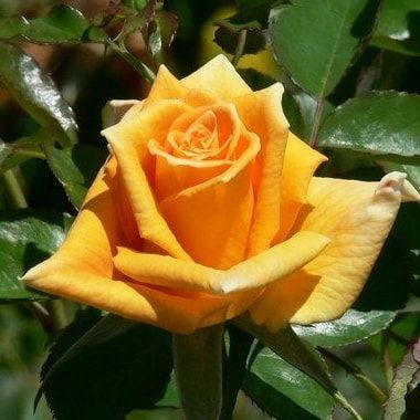 Троянда чайно-гібридна Голден Моніка, 1 шт
