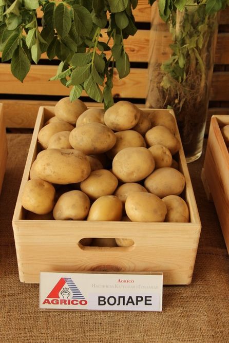 Картопля Воларе (Фасовка: 2,5 кг)