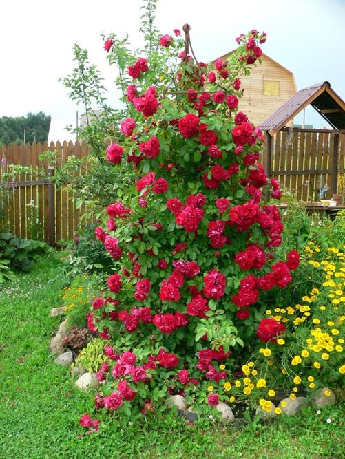 Троянда плетиста Фламентаз (Фасовка: 1 шт)