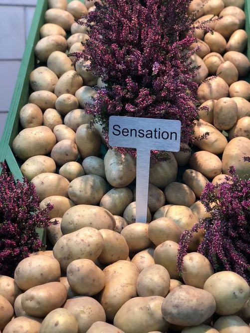Картопля Сенсейшн