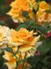 Троянда чайно-гібридна Голден Моніка, 1 шт