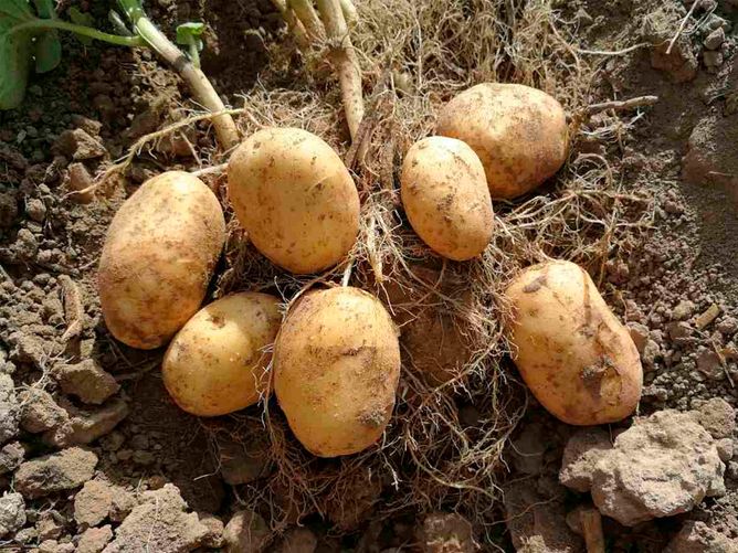 Картопля Бюррен (Фасовка: 5 кг)