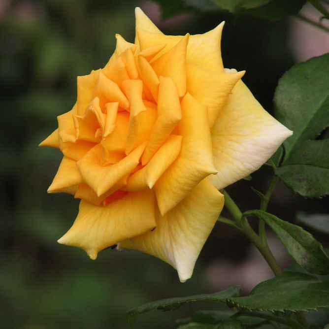 Роза чайно-гибридная Голден Моника, 1 шт