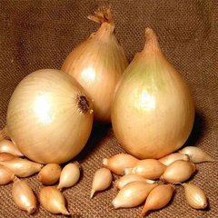 Лук севок Контадо (TOP Onion), 1 кг, Желтый