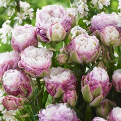Тюльпан Peggy Wonder, бело-розовый, 2 шт, бежево-білий з кремово-фіолетовим відтінком