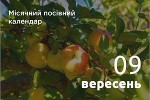 Місячний посівний календар городника та садівника 2026 рік: Вересень