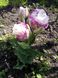 Тюльпан Peggy Wonder 2шт., 11/+ полный многоцветковый, бело-розовый, 2 шт, бежево-белый с кремово-фиолетовым оттенком