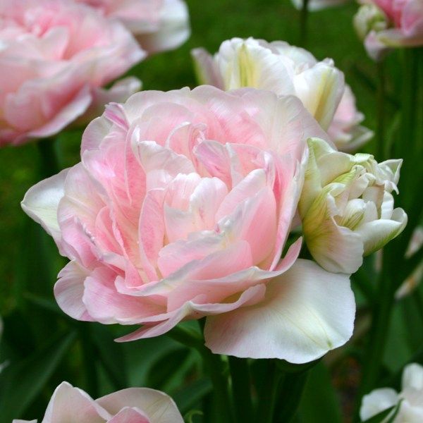 Тюльпан Angelique, 2 шт