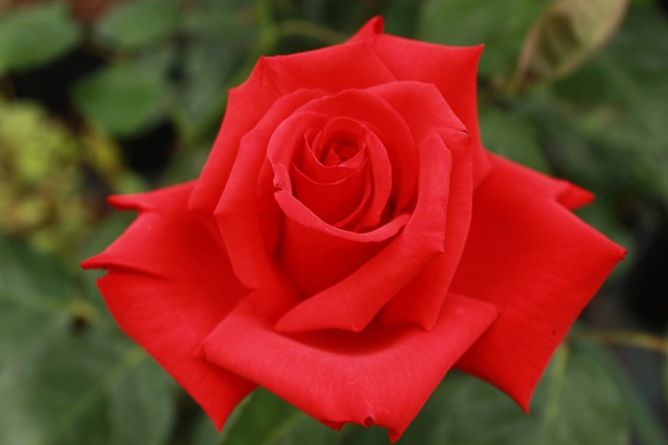 Роза чайно-гибридная Гранд Аморе, 1 шт
