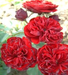 Роза полиантовая Кордула (Фасовка: 1 шт.)