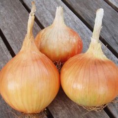 Лук севок Крусадо (TOP Onion), 1 кг, Желтый
