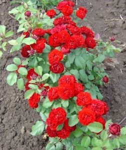 Троянда поліантова Кордула (Фасовка: 1 шт)
