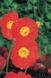 Мак Альпийский Пульчинелла (Фасовка: 100 шт; Цвет: красный)