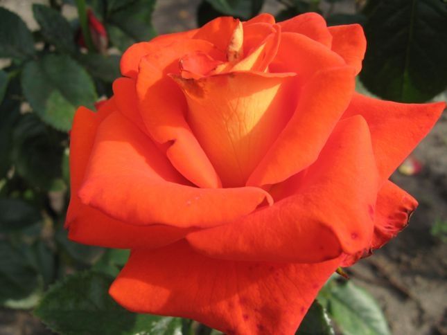 Троянда чайно-гібридна Верано (Фасовка: 1 шт)