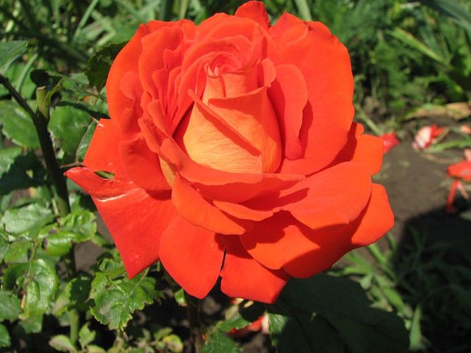Роза чайно-гибридная Верано (Фасовка: 1 шт.)