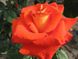 Троянда чайно-гібридна Верано (Фасовка: 1 шт)