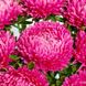 Астра хризантемовидная Леди Корал (Фасовка: 1 г; Цвет: бриллиантово-розовый)
