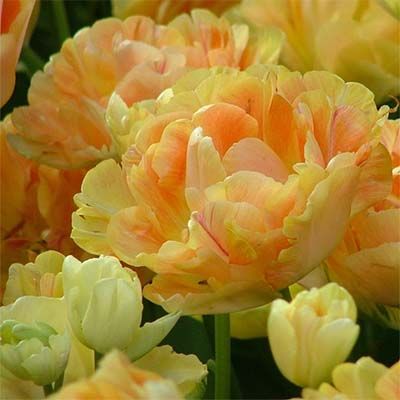 Тюльпан Charming Beauty, 2 шт