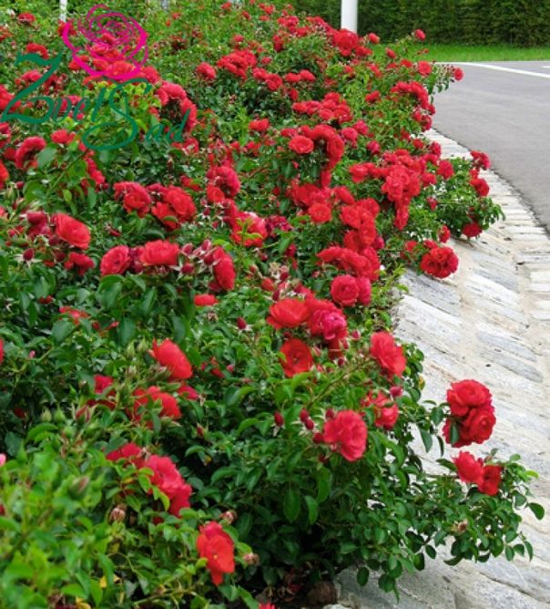 Троянда грунтопокривна Скарлет Мейландекор (Фасовка: 1 шт)