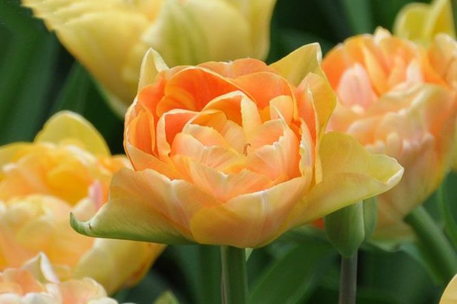 Тюльпан Charming Beauty, 2 шт