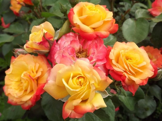 Троянда плетиста Румба (Фасовка: 1 шт)