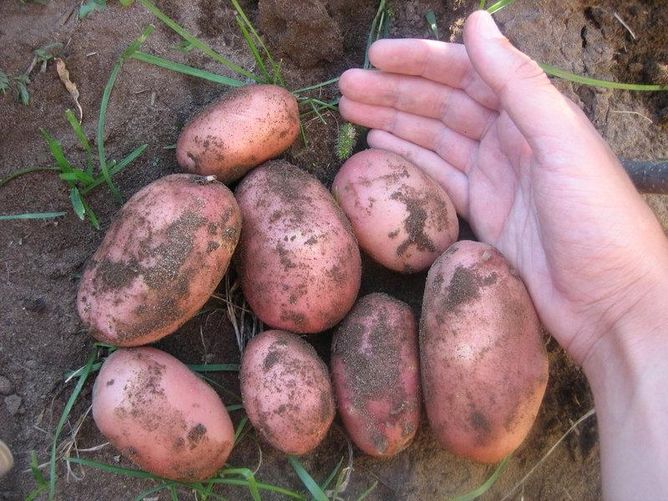 Картофель Люся (Фасовка: 5 кг)