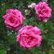 Роза чайно-гибридная Пароле, 1 шт