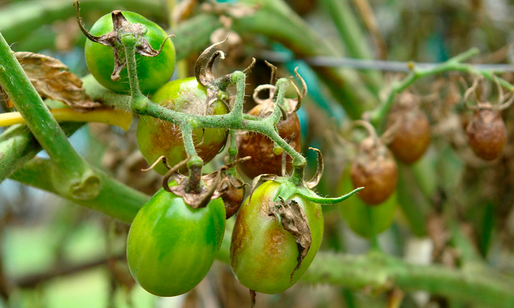 Ефективні методи захисту від фітофтори на помідорах