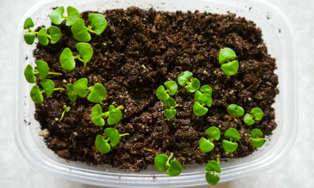 Огород круглый год или как вырастить овощной салат в квартире