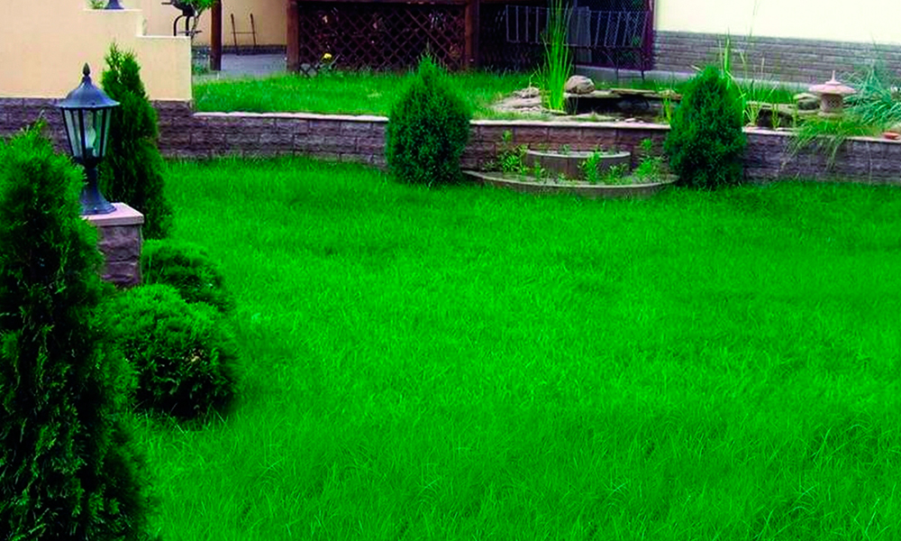 Как сажать газонную траву