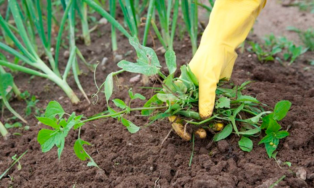 Как избавиться от травы березка в огороде на картошке?