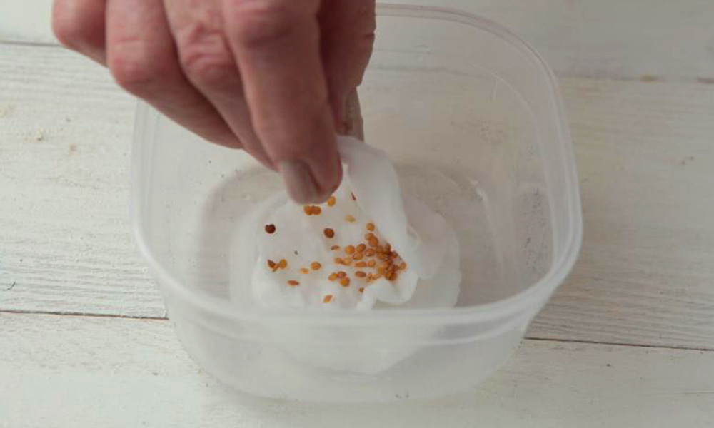 Подготовка семян баклажан к посеву - как подготовить семена баклажан кпосеву